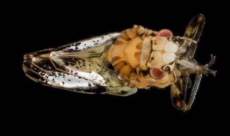 Citrus Psyllid adults (including a recently emerged white adult) Macro specimen, Flying insect, backの写真素材