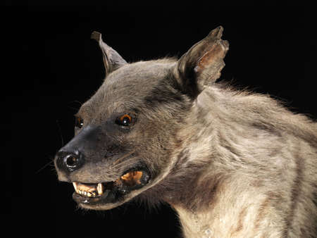 Stuffed specimen of Striped hyena (Hyaena hyaena) with black background