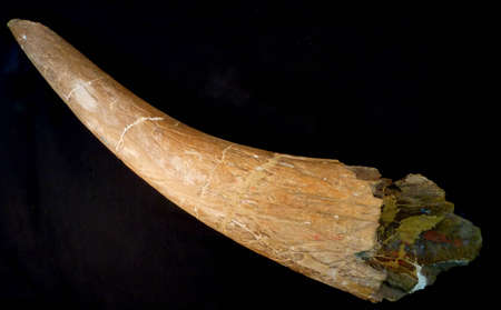 Triceratops sp with black background, fossil, boneの写真素材