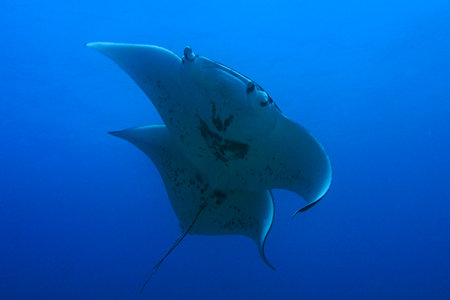 These two were manta be together! These manta rays were spotted at Pearl and Hermes Atoll in...