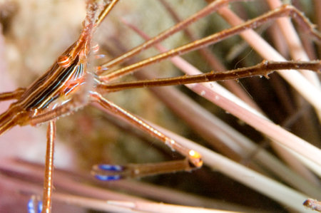 Perched carefully on the spines of an urchin, this yellowline arrow crab is one of many crustaceans...