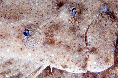 Close-up of a flounder in Gray's Reef National Marine Sanctuary