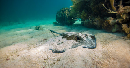 What's that buried in the sand in Florida Keys National Marine Sanctuary. A southern stingray!...