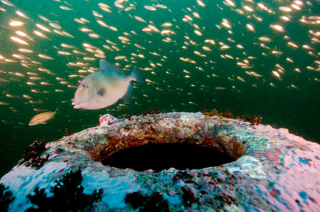 It's a shipwreck! On May 12, 1942, the HMT Bedfordshire was hit by a German U-boat's torpedo in what...