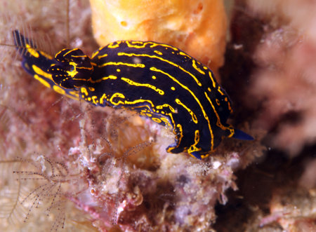 A regal sea goddess nudibranch in Gray's Reef National Marine Sanctuary.の写真素材