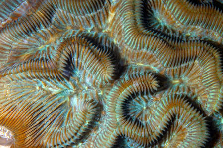 Wave coral at Florida Keys National Marine Sanctuary.の写真素材