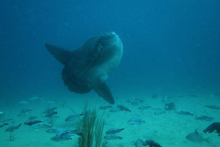 Also known as ocean sunfish, mola mola are the largest bony fish in the ocean. Despite their huge sizeの写真素材