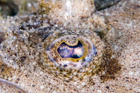The eye of the flounder, as seen in Gray's Reef National Marine Sanctuaryの写真素材