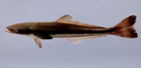Cobia (Rachycentron canadum ). Gulf of Mexico.の写真素材