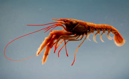 Rosy lobsterette (Nephropsis rosea). Gulf of Mexico.の写真素材