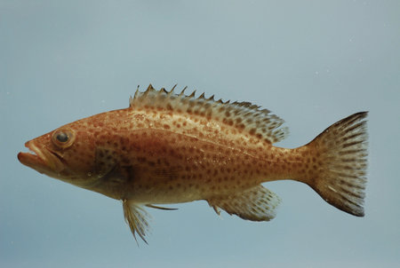 Juvenile scamp (Mycteroperca phenax ). Gulf of Mexico.