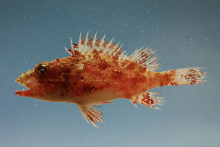 Juvenile spinycheek scorpionfish (Neomerinthe hemingwayi). Gulf of Mexico.