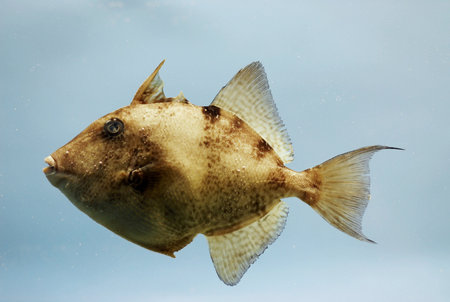 Gray triggerfish (Balistes capriscus ). Gulf of Mexico.の写真素材