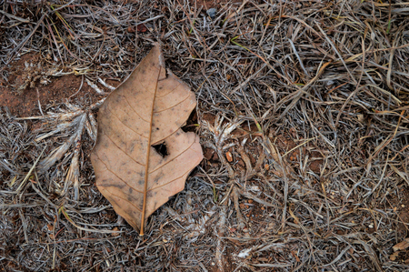 Leaf in the earthの写真素材