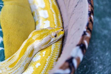 Gold Python Snake on the couch, selective focusの写真素材