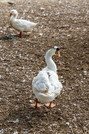 A goose stands facing back. Far away in front, there is a blurred white duck standing. Selective focus.の写真素材