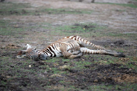 A baby zebra is lying on the ground during the day, soft focus.の写真素材