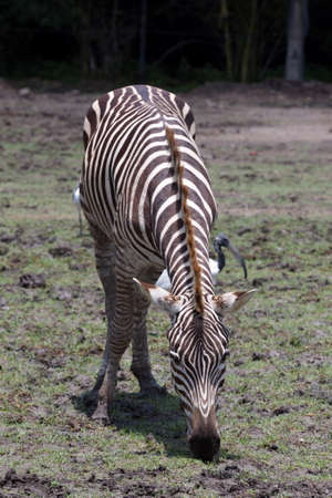 A zebra eating grass in the daytime.の写真素材