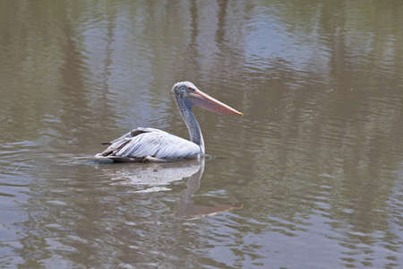 A pelican swims in a lake on a sunny day.の写真素材