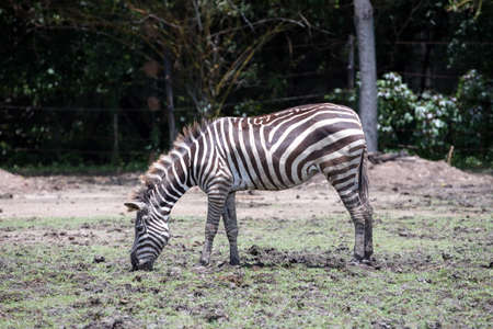 A zebra eating grass alone in a sunny day.の写真素材