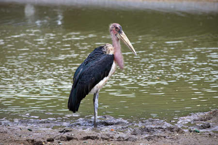 A Marabou Stork, Leptoptilos crumeniferus ,  bird near a swampの写真素材