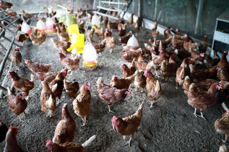 Many varieties of hens eggs in the henhouse with a clay floor. Soft focus.の写真素材