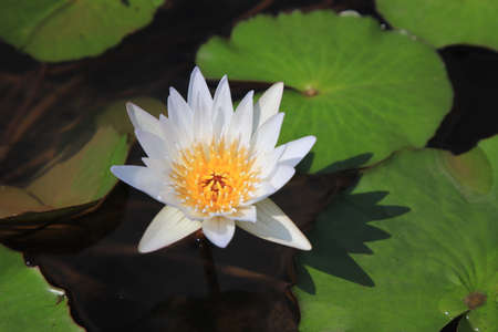 White water lily with yellow stamens in the swamp. With a blur background of lotus leaves On a sunny day. Selective focus.の写真素材