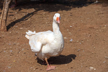 A Lonely white duck with a blurry brown ground background in a sunny day.  selective focus.の写真素材