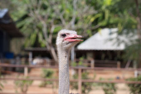 Ostrich head With a blurry farm backgroundの写真素材