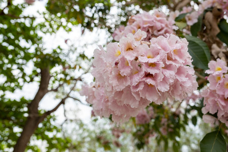 Close-up of Tabebuia rosea pink trumpet flower. Pink flower 'Chompoo Pantip' in Thai language blossom with the blur background. Pinkâ trumpetâ treeâ at Kasetsart University Kamphaeng Saen, Thailandの写真素材