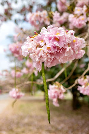 Close-up of pink Tabebuia rosea flower with pod. Pink flower 'Chompoo Panthip' in Thai, blooming with blurred background. Pink trumpet tree at Kasetsart University, Kamphaeng Saen, Thailandの写真素材
