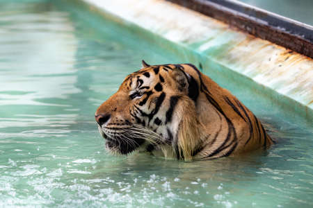 Picture of a tiger's head facing to the left while soaking in water, wandering around thinking about it. because sleepy and bored On a hot day in Thailandの写真素材