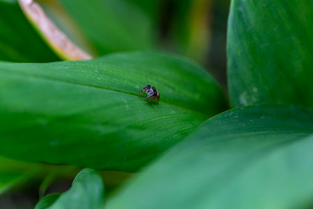 Close up Little Jumping Spider (Salticidae) from Thailand, it clings on a leaf on a blurry green...