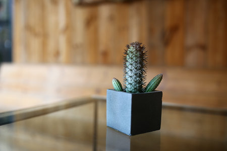 A small plastic cactus In a cube-shaped pot on the table top is a glass with a stainless steel edge. There is a blurred wooden wall in the background. Selective focus.の写真素材