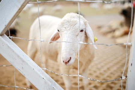 Shallow focus shot of a white sheep looking through a fence. It has a cute face and bright eyes. I was on a sheep farm in Thailand during the daytime. Waiting for someone to bring grass to feed.の写真素材