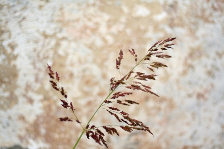 Cereal agricolture time, harvest period  on a wall backgroundの写真素材
