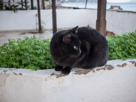 Black cat sitting on the wallの写真素材