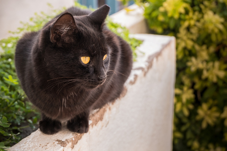 Black cat sitting on the wallの写真素材