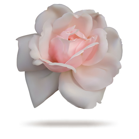 Pink rosebud isolated on white background in vector format.のイラスト素材