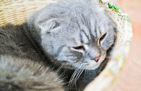 Cat resting in a basketの写真素材