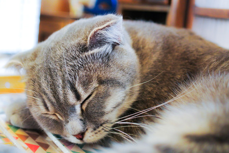 Sleeping catの写真素材