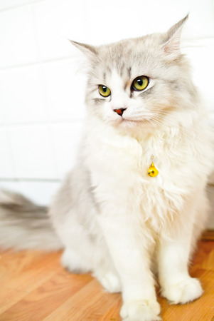 Cat sitting downの写真素材