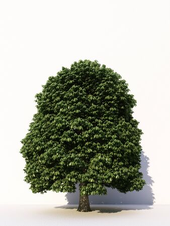 Trees isolated on white background, tropical trees isolated used for design, advertising and architecture. 3d renderingの写真素材