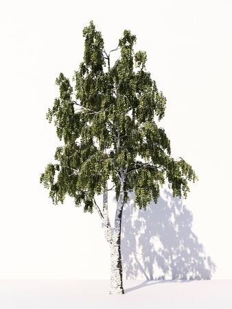 Trees isolated on white background, tropical trees isolated used for design, advertising and architecture. 3d renderingの写真素材