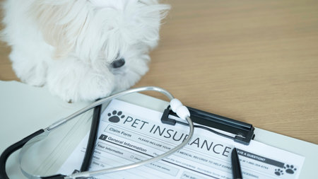 dog with stethoscope and health insurance claim form on wooden tableの写真素材