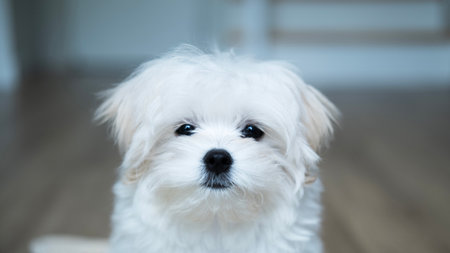 A white Maltese puppy stares quietly with gentle, soulful eyes, expressing a sense of innocence, longing, and vulnerability in a calm indoor environment.の写真素材