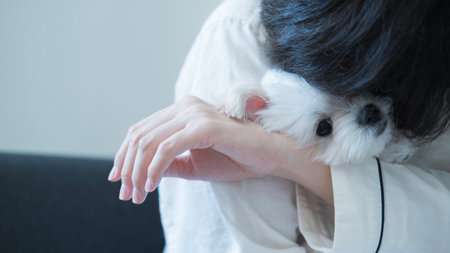 A heartwarming cuddle moment as the Maltese puppy snuggles in owner's arms, feeling secure and loved.の写真素材