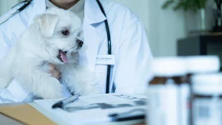 Veterinarian holding adorable white Maltese puppy during consultation, with medical records and...