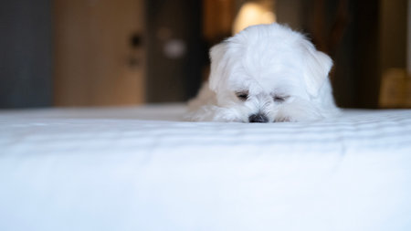 Sweet white Maltese puppy resting its head down on the bed, appearing sleepy and peaceful.