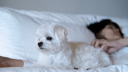 Maltese dog resting on the bed with a personâ€™s hand nearby, showing warmth and companionship.